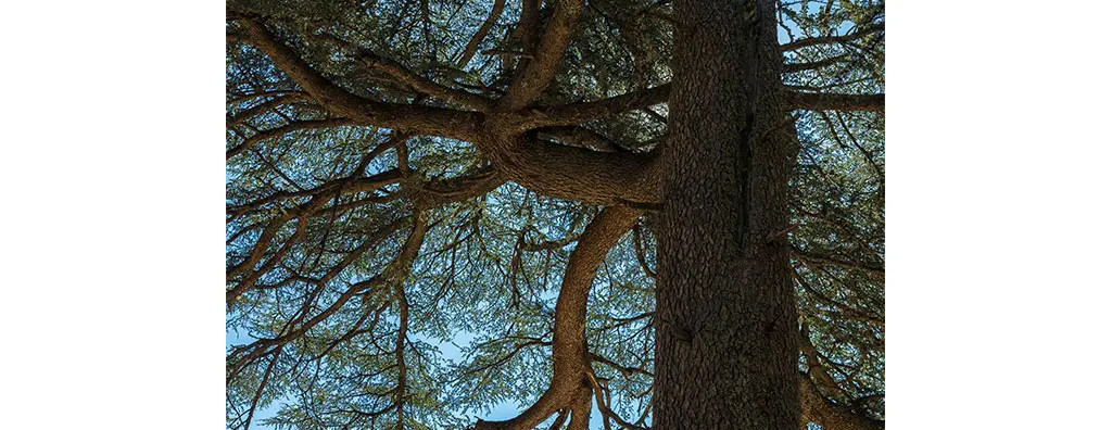 A close-up view of a large cedar, showing its gnarled branches and textured bark against a clear blue sky. The scene conveys a sense of natural beauty and strength.